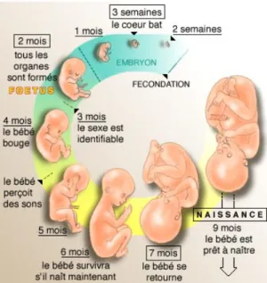 Figure 4 : Développement fœtal (23). 