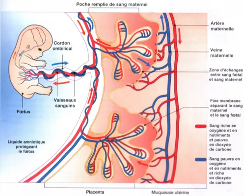 Figure 6 : Circulation utéro-placentaire (31). 