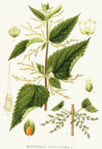 Figure 1 : Urtica dioica dans son global 