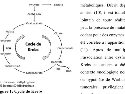 Figure 1: Cycle de Krebs 