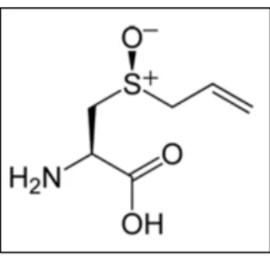 Figure 8 : Représentation de la molécule d’alliine (DETHIER et al., 2010). 