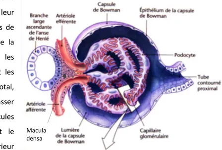 Figure 3 : Corpuscule de Malpighi et filtre glomérulaire 