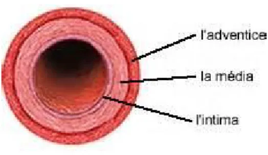 Figure 3 Les différentes couches d’une artère [7] 