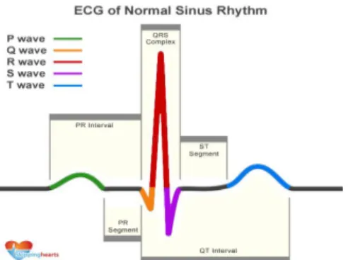 Figure 5 Aspect d’un ECG nomal  [17]