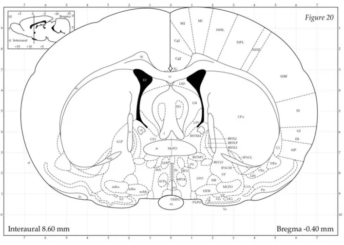 Fig 10 : représentation d'une coupe cérébrale frontale chez le rat.