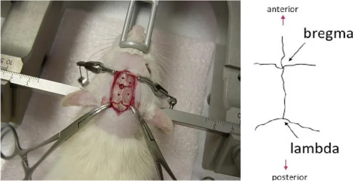 Figure 11 : exemple de chirurgie stéréotaxique : vue du crâne chez le rat après incision, et perforation.