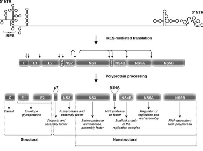 Figure 8 : Organisation génomique du VHC et représentation schématique des protéines virales