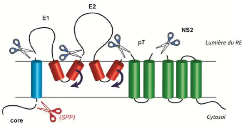 Figure 11 : Clivage des glycoprotéines d’enveloppe du VHC. 