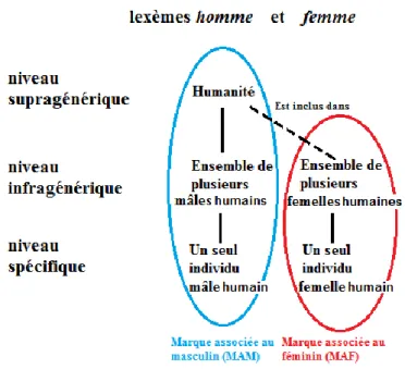 Figure 3 : niveau de généricité des lexèmes homme et femme 
