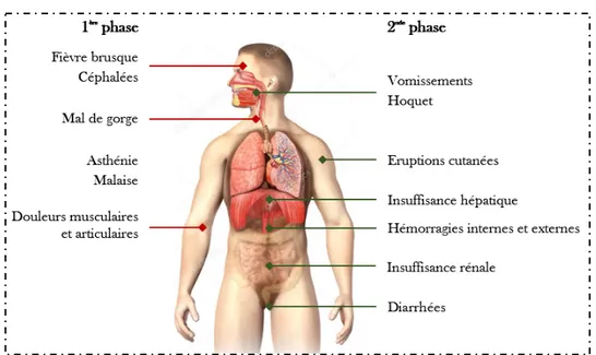 Figure 9 : Symptômes d'une infection à virus Ebola  Incubation : Elle dure de 4 à 10 jours mais peut varier de 2 jusqu’à 21 jours