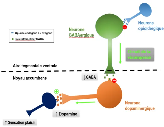 Figure 10 - Schéma de l'influence des opioïdes sur le circuit de la récompense 