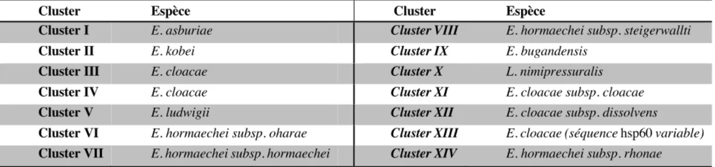Tableau 2 Clusters définis à partir du séquençage partiel du gène hsp60 (Adapté de Hoffmann &amp; Roggenkamp, 2003 ;  Beyrouthy et al