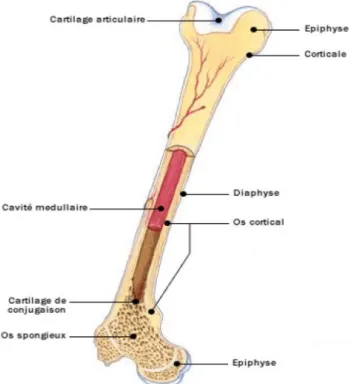 Figure 1 : Coupe d’un os long  