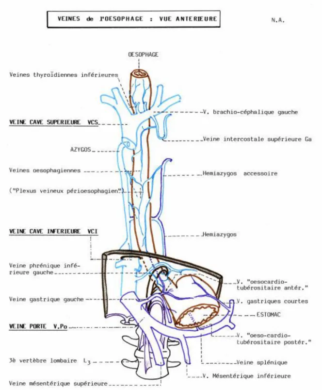 Figure 4 : Vue antérieure du système portal et des veines œsophagiennes (11). 