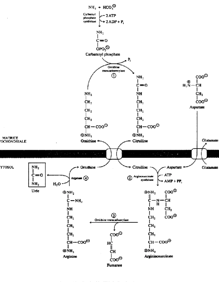 Figure 10 : Cycle détaillé de l’urée (26). 