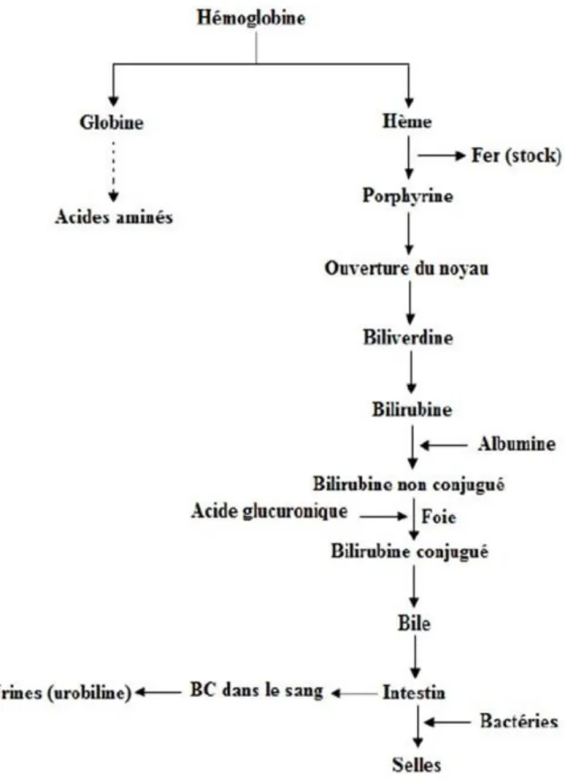 Figure 11 : La dégradation de l’hémoglobine (27).  