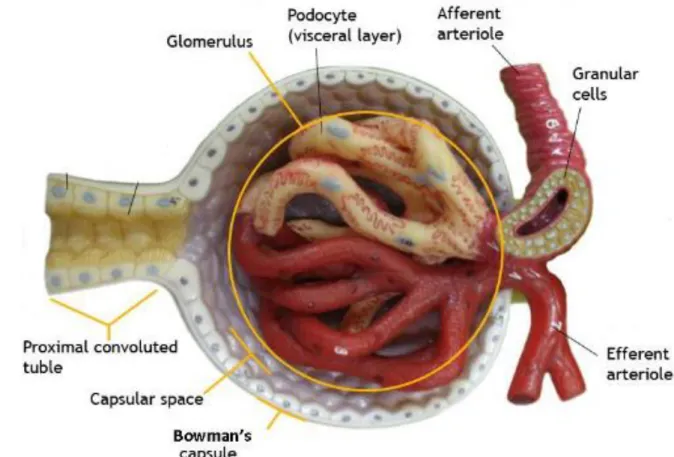 Figure 16 :  Capsule de  Bowman (50) 