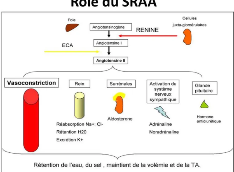 Figure 18 : Le Système Rénine Angiotensine Aldostérone et son effet sur les différents organes cibles  lors de son activation (52)