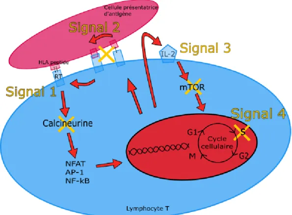 Figure 3. Signaux et cibles du rejet aigu cellulaire  14