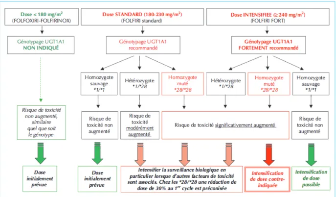 Figure 10 : Recommandations d’adaptations de doses de l’irinotécan selon Etienne-Grimaldi  et al 