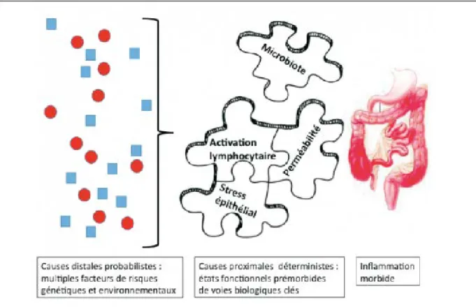 Figure 5 : Ensemble des paramètres pouvant présenter un impact sur la survenue de la MC (19) 