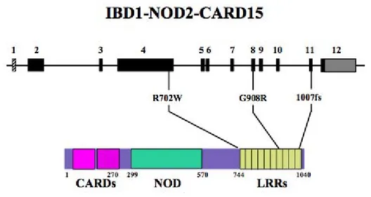 Figure 11 : Schéma du gène NOD2/CARD15 et de trois principales mutations (62). 