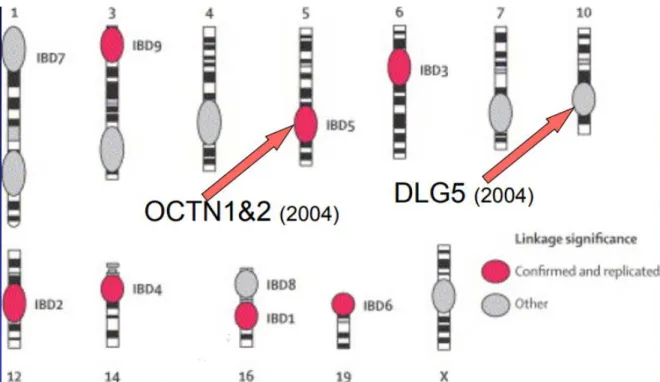 Figure 14 : Présentation des locus de susceptibilité génétique au cours des MICI (71)