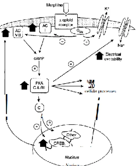 Figure 14 : Mécanisme détaillé de la consommation chronique d'opiacés – Noyau coeruleus 
