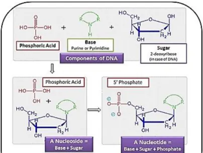 Figure 18 : Les bases de l'ADN 