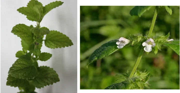 Figure 3. Rameau de mélisse officinale (A) ; Verticille de fleurs de mélisse (B) (32) 