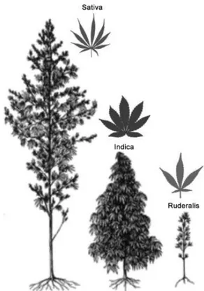 Figure 4 : Sous espèces de Cannabis sativa, C. sativa sativa, C. sativa indica et C. sativa ruderalis (7) 