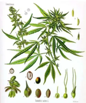 Figure 5 : Planche botanique de Cannabis sativa (1) 
