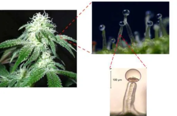 Figure 6 : Les trichomes de Cannabis sativa (1) (9) 