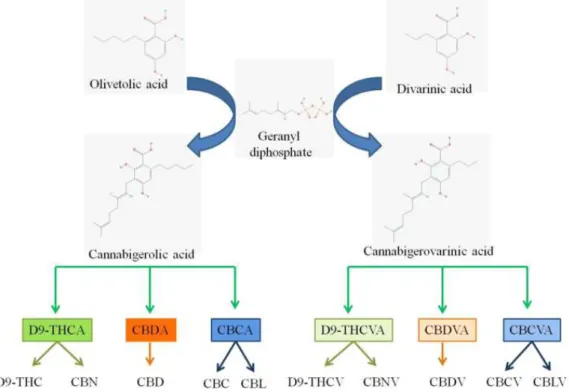 Figure 8 : Biosynthèse des principaux cannabinoïdes de Cannabis sativa (1) 
