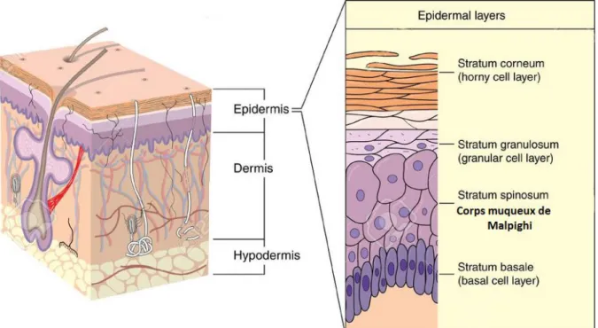 Figure 1: Histologie de la peau (7) 