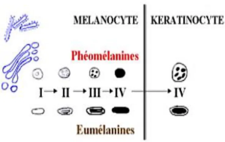 Figure 4: Représentation schématique des principales caractéristiques des  mélanocytes et de leurs relations avec les kératinocytes adjacents.(5) 