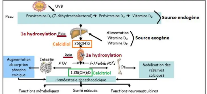Figure 12: Schéma  de synthèse de la vitamine D (K. Briot &amp; al (23) ) complété dans  le cadre de cette thèse