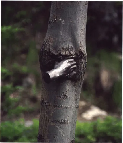 Figure 2 - Giuseppe Penone,  L’arbre continuera à croître sauf en ce point, 1968 à aujourd’hui 