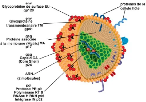 Figure 1 : Structure morphologique du VIH-1 (Adapté du Laboratoire Caroline Gilbert) 