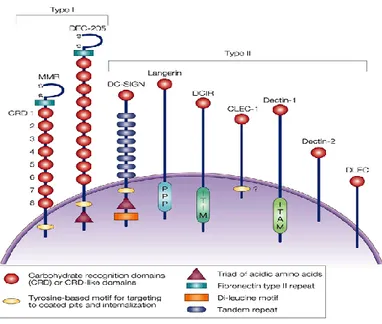 Figure 5 : classification et structure des lectines de type C de type I et type II exprimées  sur les cellules de la lignée myéloïde ( Adapté de [135])