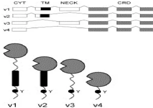 Figure 7 : Les quatre formes de l’ARNm épissé de DCIR (Adapté de [140])                                   