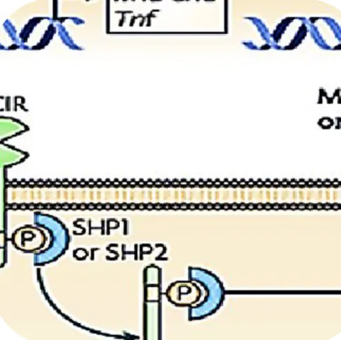Figure 8 : Voies de signalisation induite par le DCIR (Adaptée de [209]) 