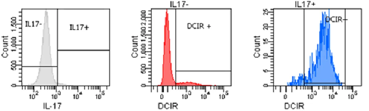 Figure 10 : Expression de l’IL-17 et de DCIR sur les LTCD4 polarisés en Th17. Les LTCD4  Th17  sont  traités  avec  la  brefeldine  16  heures  avant  la  perméabilisation  et  l’incubation  des  cellules avec un anticorps couplé au FITC et dirigé contre l