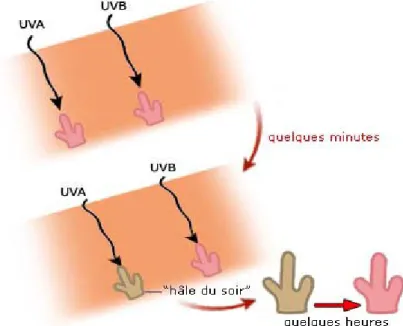 figure 8:Les UV A (11)