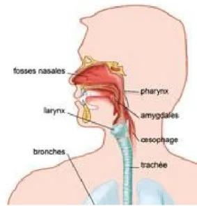 figure 15: Emplacement du larynx  (32) - Les angines: virale ou bactérienne