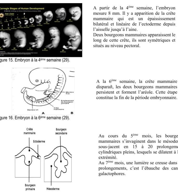 Figure 15. Embryon à la 4 ème  semaine (29).  