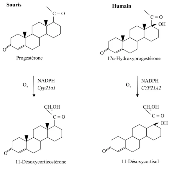 Figure 3 : Réaction catalytique de la 21-hydroxylase et structure de ses substrats et de ses produits  chez la souris et chez l’humain