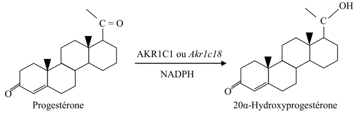 Figure  4 :  Réaction  catalytique  de  la  20α-HSD  et  la  structure  de  la  progestérone  (substrat) et de la 20α-hydroxyprogestérone (produit).