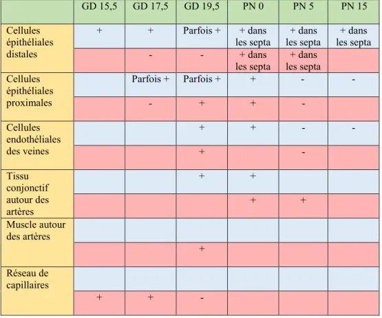 Tableau 1 : Résumé des localisations des messagers de la 21-hydroxylase (rangées bleues) et de la 20α- 20α-HSD (rangées rouges) dans le poumon de souris en développement par hybridation in situ