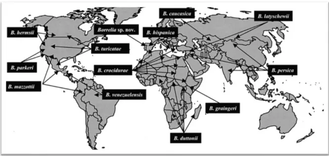 Figure 5. Répartition géographique des fièvres récurrentes à tiques (62) 
